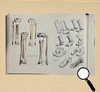 Human structure and shape